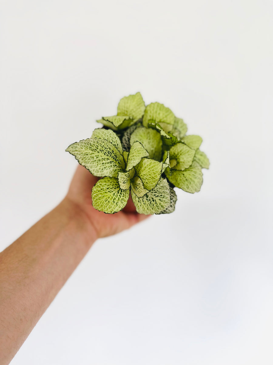 Fittonia Mint - 4