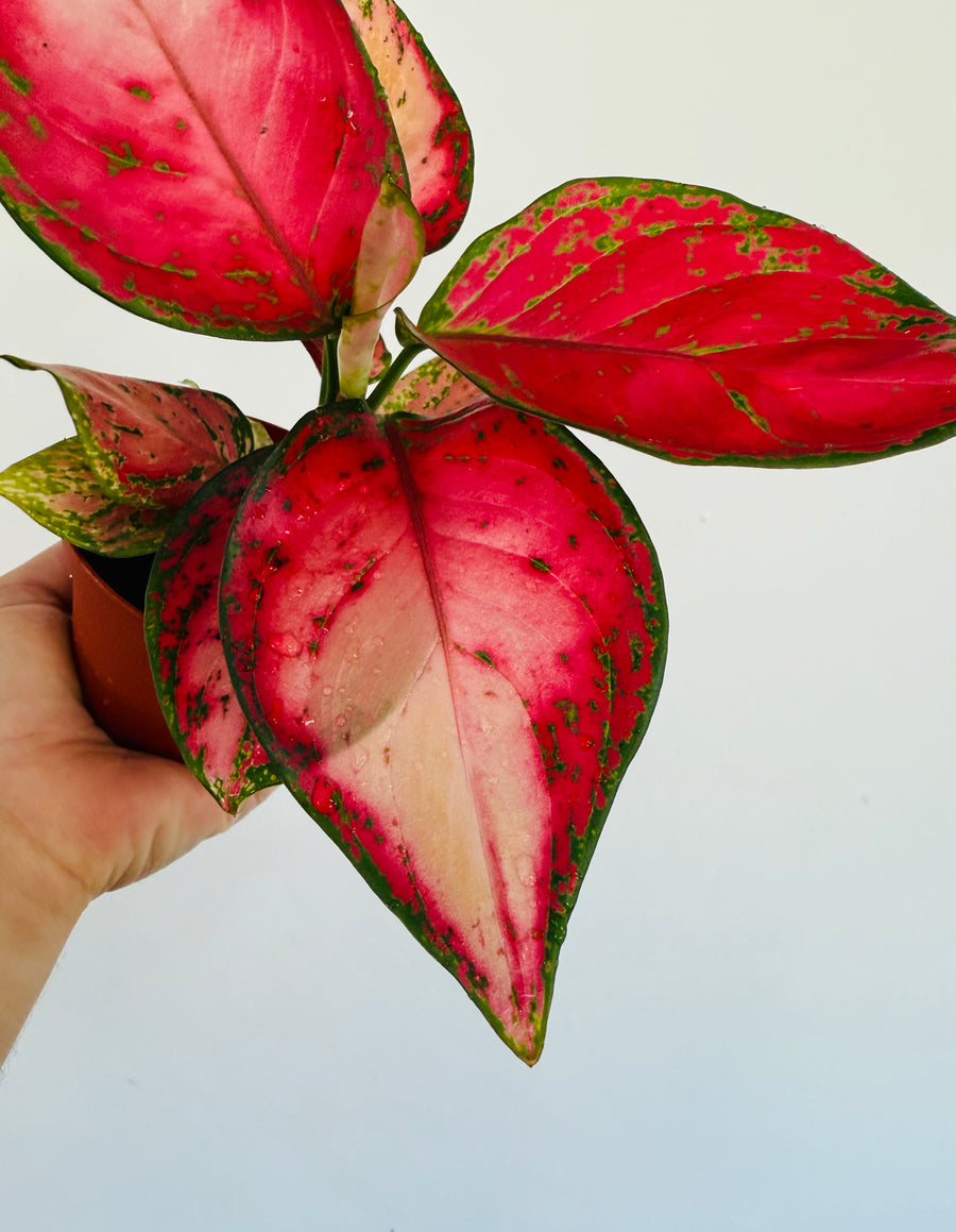Aglaonema Red Emperor - 4