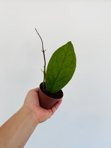 Hoya sp. IML 1346 - 3” Pot