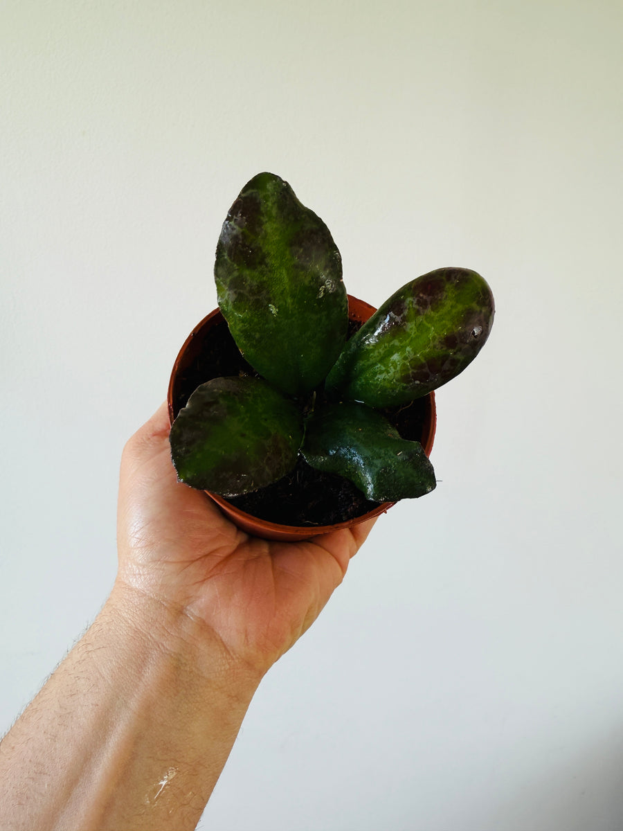 Hoya Waymaniae ‘Malaysia’ - 4