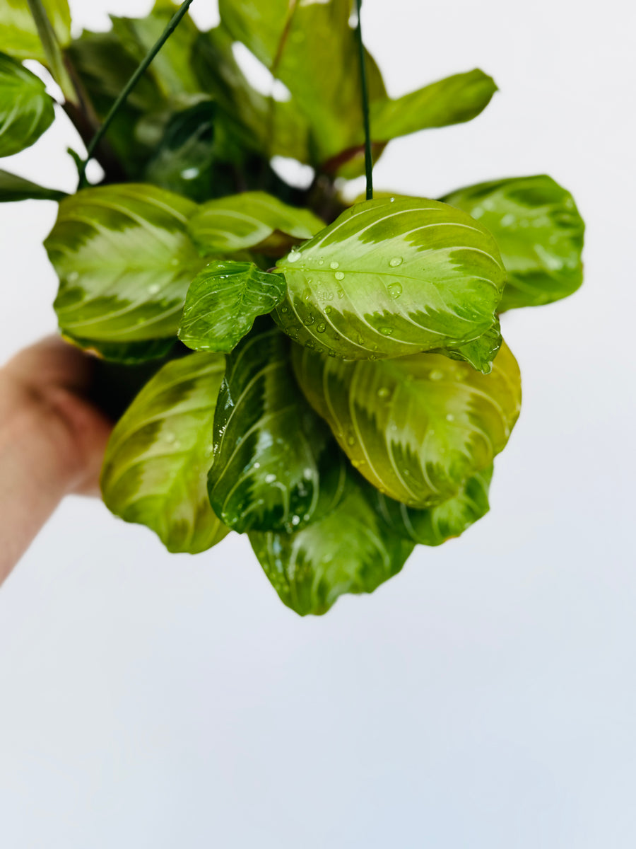 Maranta Leuconeura 'Silver Band'- Silver Band Prayer Plant - 6” Hanging Basket