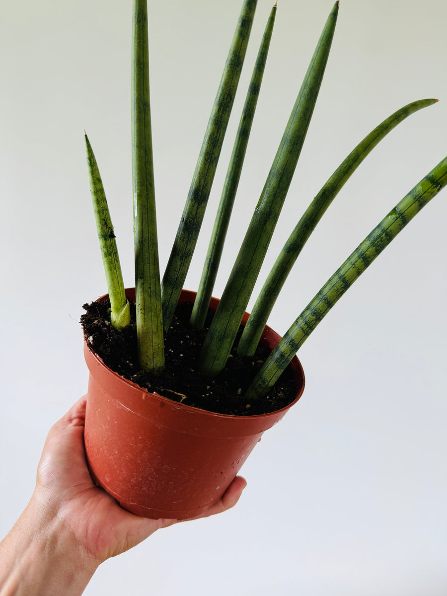 Bear Claw Sansevieria - Cylindrica Snake Plant - 6” Pot