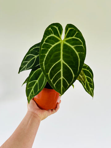 Anthurium Clarinervium x Papillilaminum - Hybrid Anthurium - 6