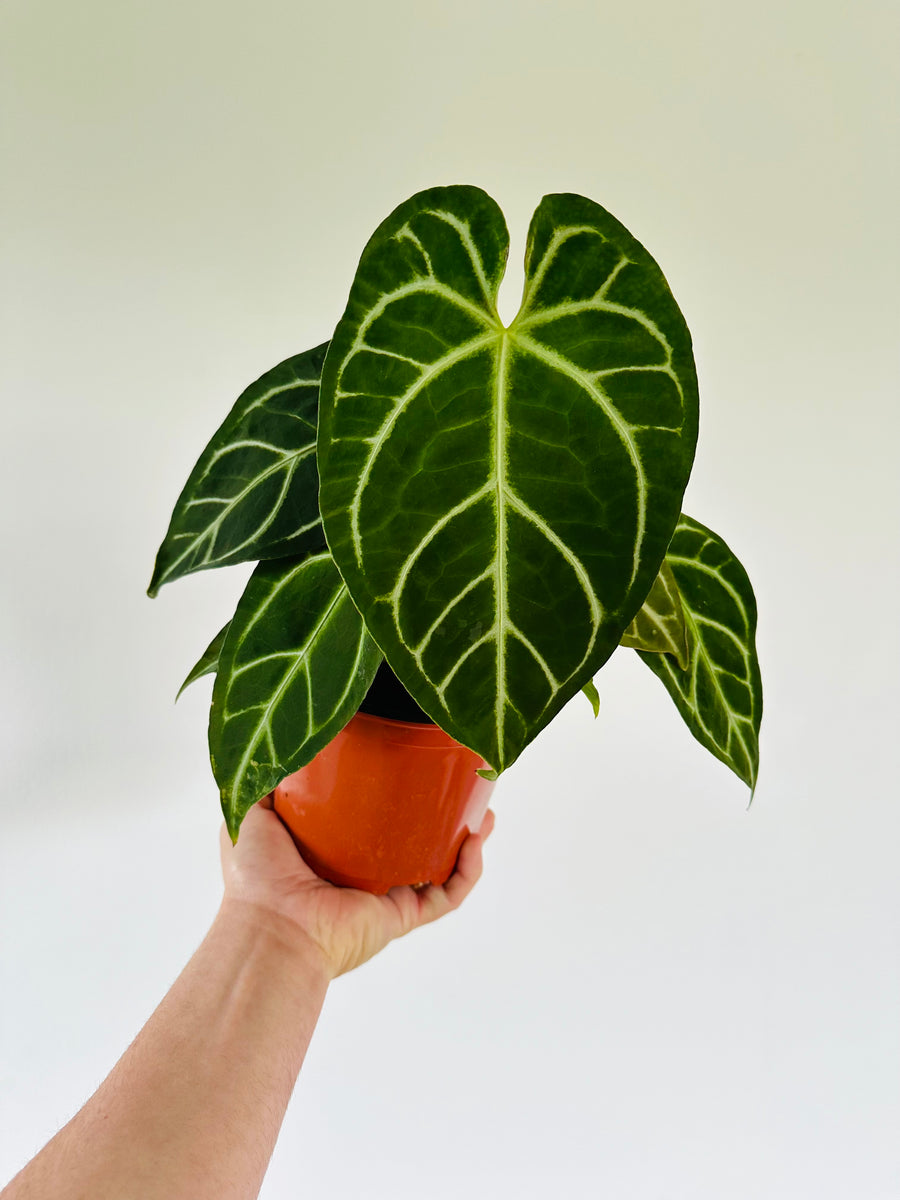 Anthurium Clarinervium x Papillilaminum - Hybrid Anthurium - 6