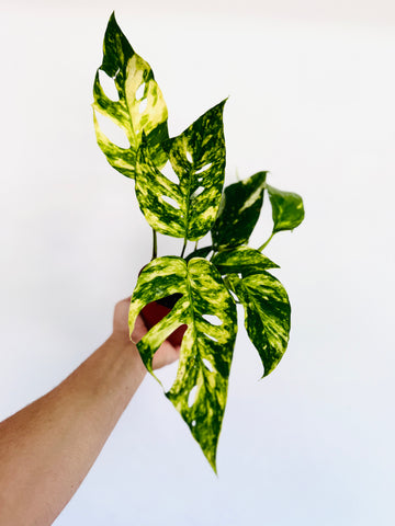 Epipremnum Pinnatum ‘Sunburst’ - 4” Pot