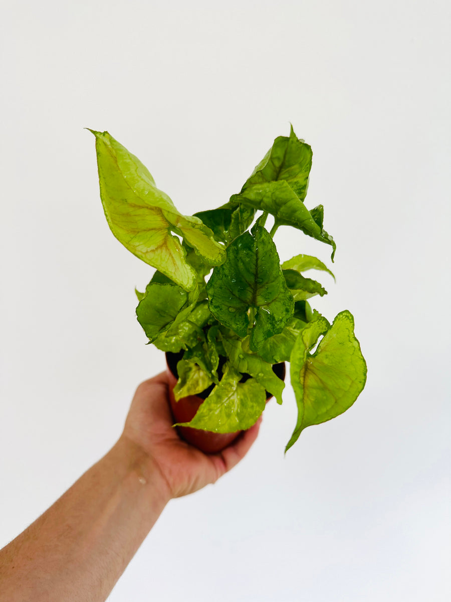 Syngonium Kiwi Delight - 4