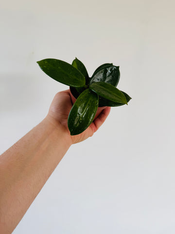 Hoya Vangviengiensis - 3