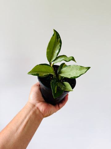 Hoya AH-074 ‘Silver’ - Rare Hoya - 4” Pot