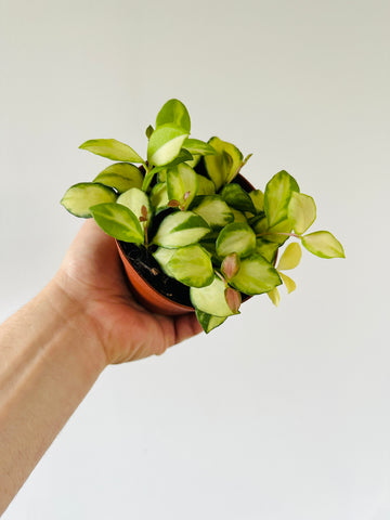 Hoya Heuschkeliana Variegata H21 - 4