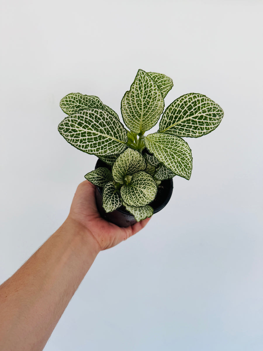 Fittonia Purple Anne - 4