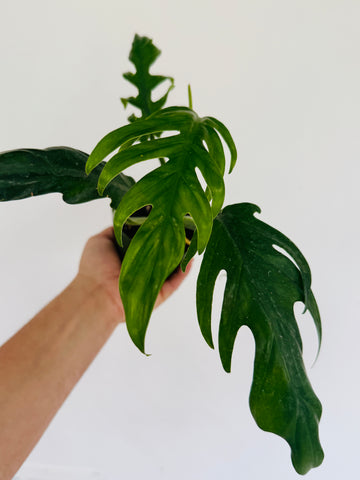 Philodendron Elegans - Rare Aroid - 4
