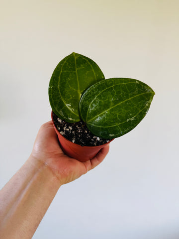 Hoya Latifolia ‘Big Leaf’ - 4