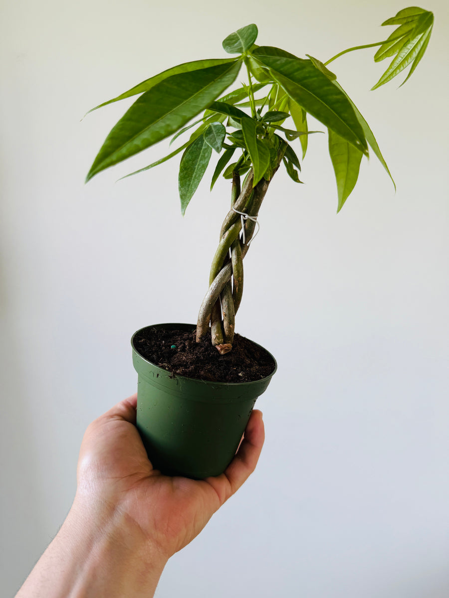 braiding money tree Money Tree Braid - Pachira Aquatica