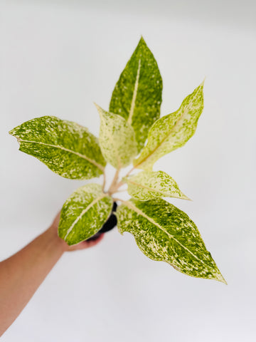 Aglaonema White Laksap - 4