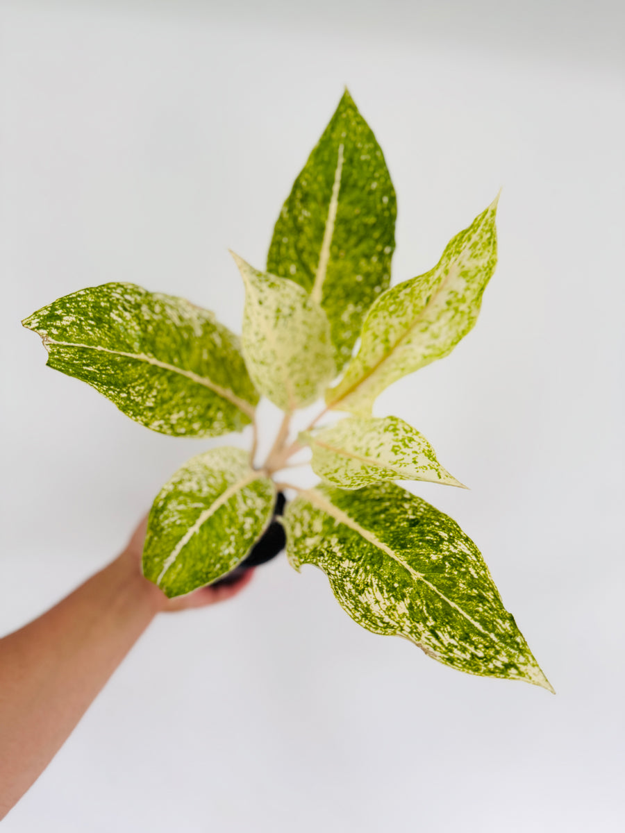 Aglaonema White Laksap - 4