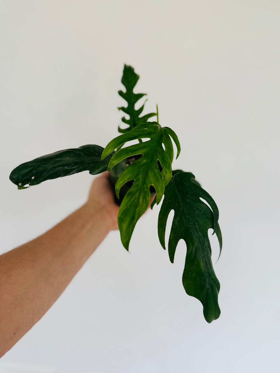 Philodendron Elegans - Rare Aroid - 4