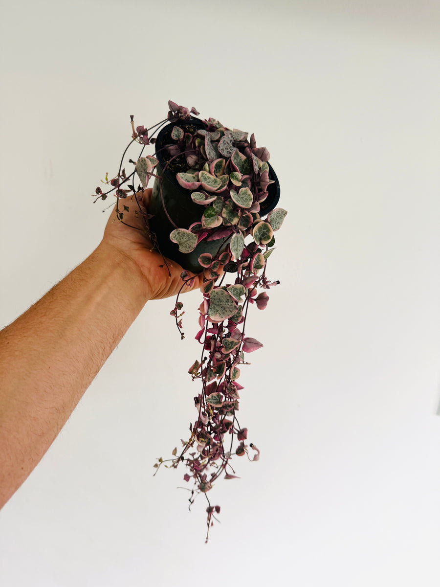 Variegated String of Hearts - Ceropegia Woodii 'Variegated' - Vining - 4” Hanging Basket