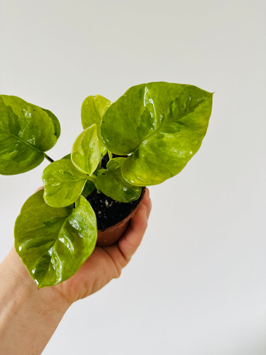 Emerald Pothos - Epipremnum Aureum 'Emerald' - 3