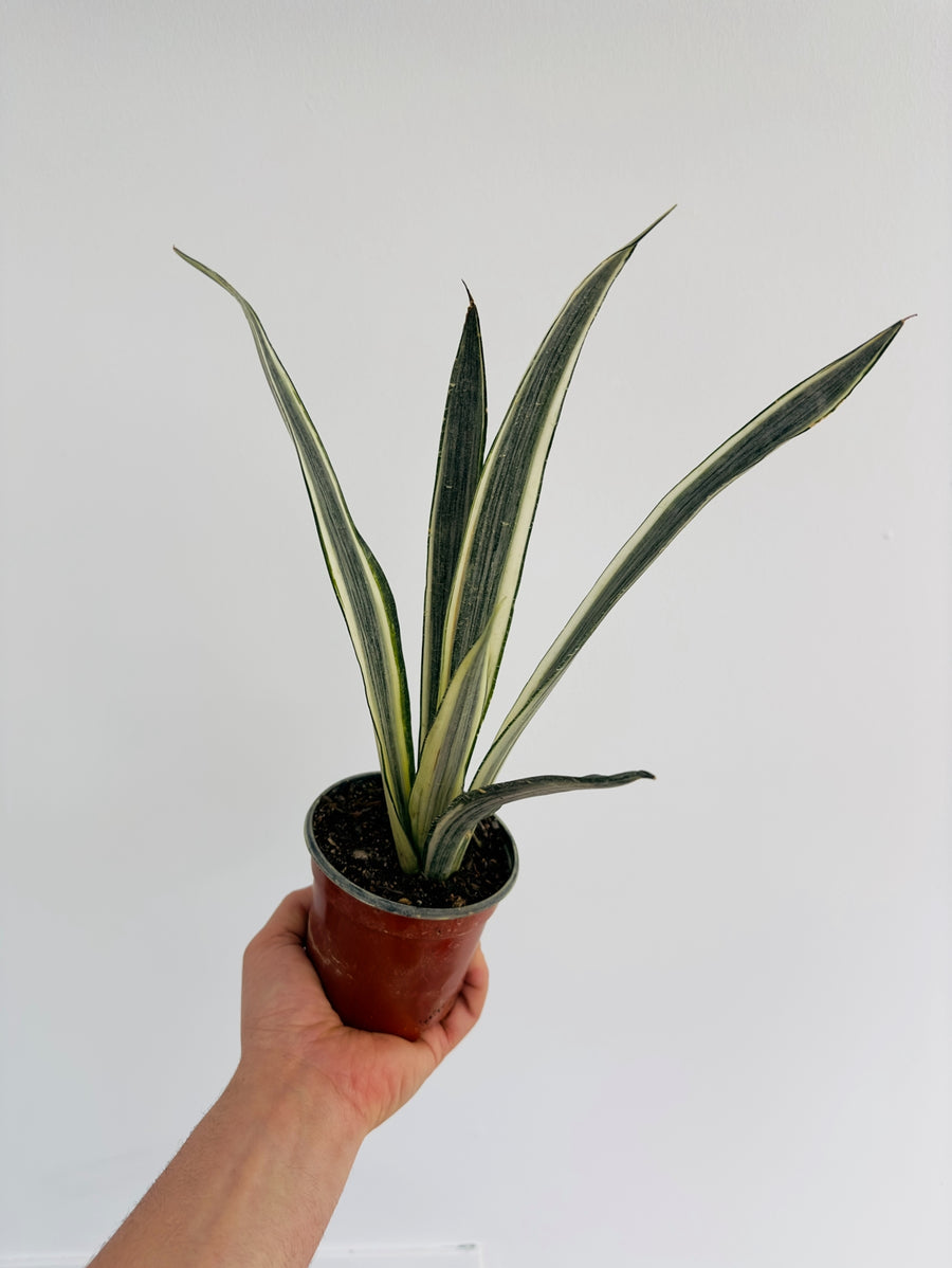 Sansevieria Bantel's Sensation - High Variegation - 4