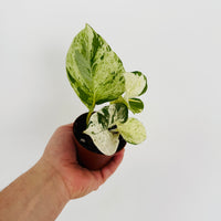 harlequin pothos care Pothos Harlequin