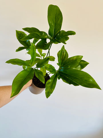 Philodendron Goeldii - Fun Bun Plant - Very Large - 7” Pot