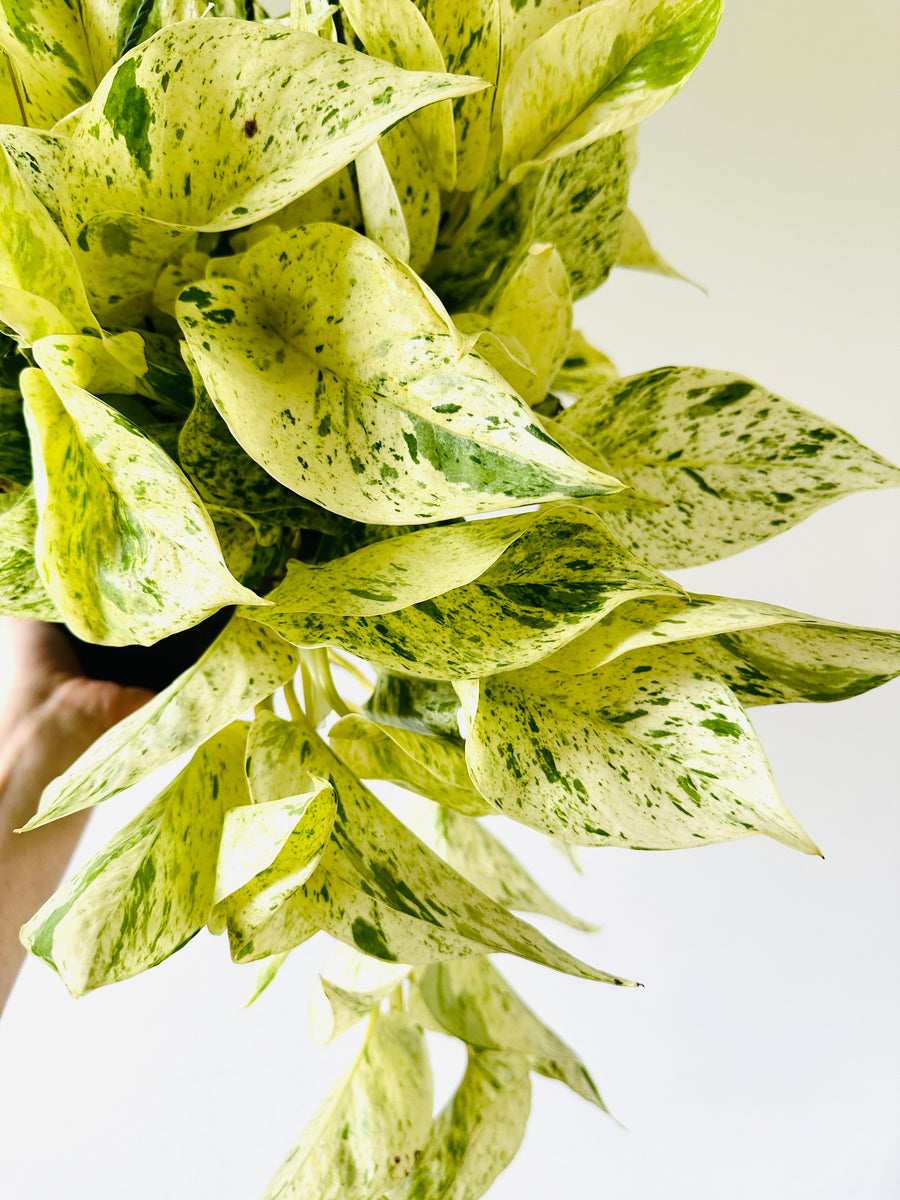 Snow Queen Pothos - Epipremnum Aureum 'Snow Queen' - 6” Hanging Basket