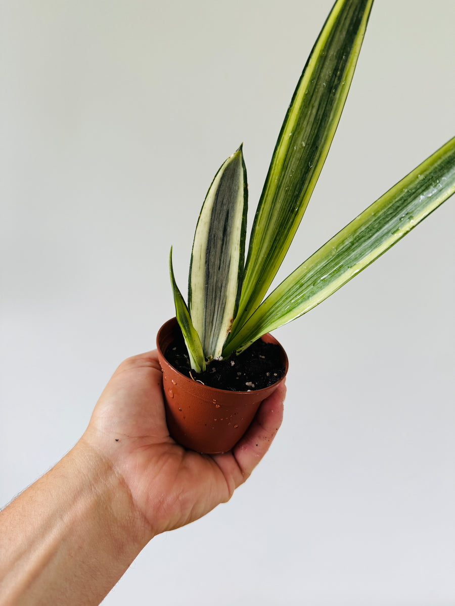 Sansevieria Bantel's Sensation - High Variegation - 3