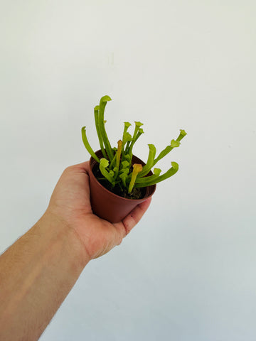 Pitcher Plant - Sarracenia Rubra - 2” Pot