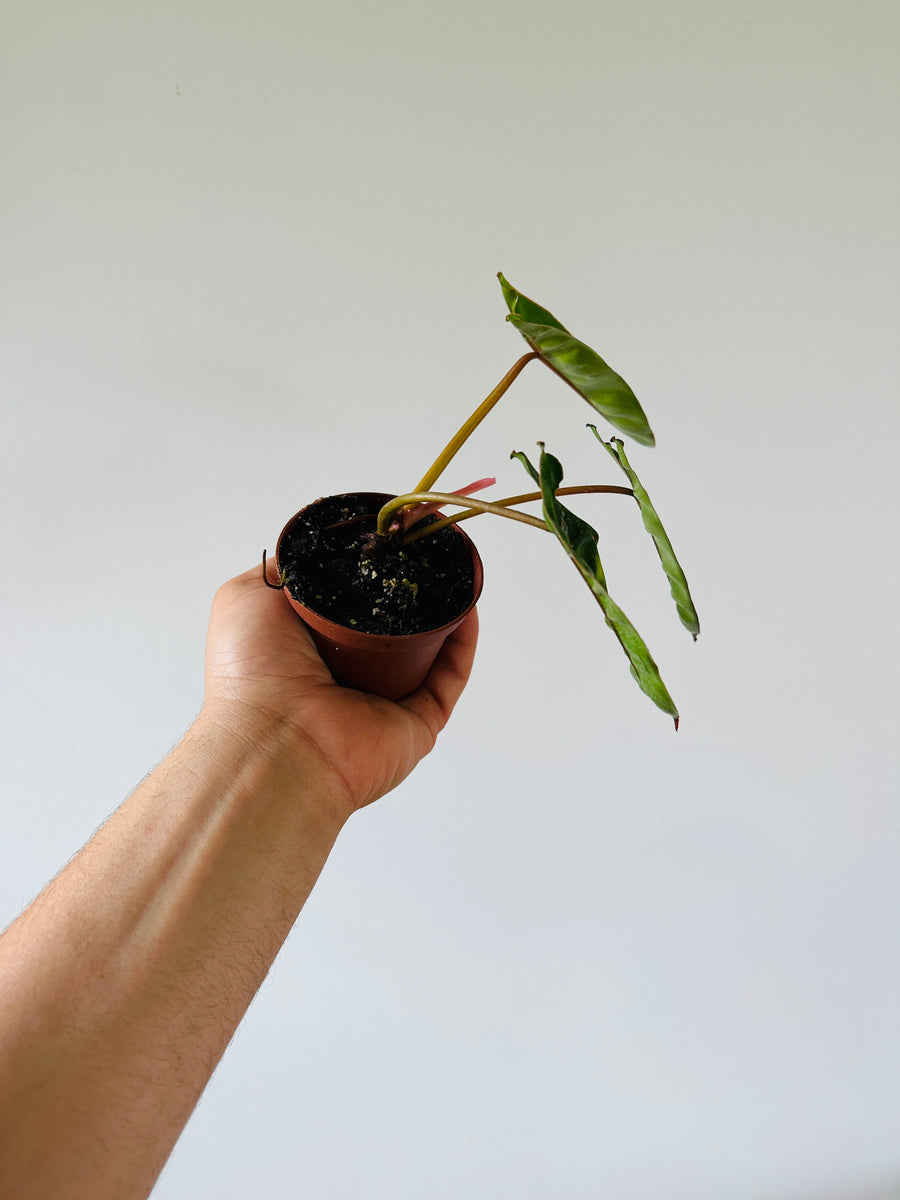 Philodendron Billietiae - 3