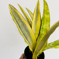 Sansevieria Aubrytiana Variegated - Rare Snake Plant - 4" Pot