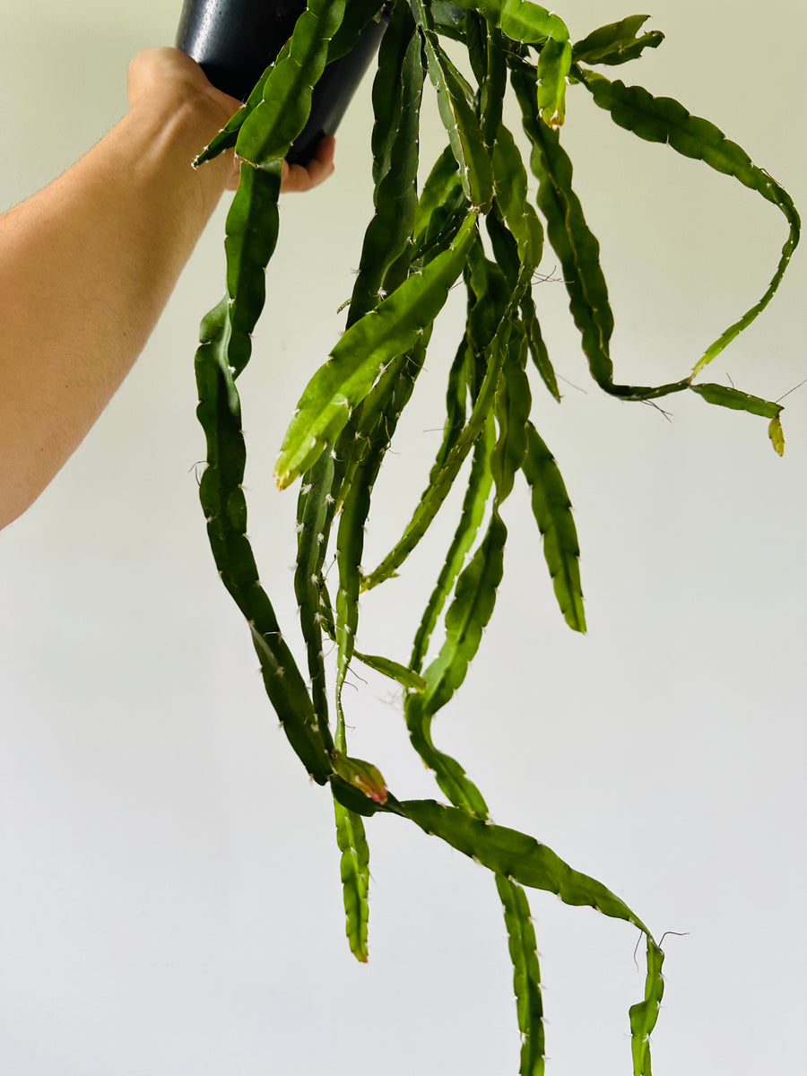 Hurricane Cactus - 6” Pot