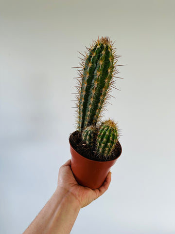 Bolivian Pink Flower Cactus - Neoraimondia Arequipensis - 5