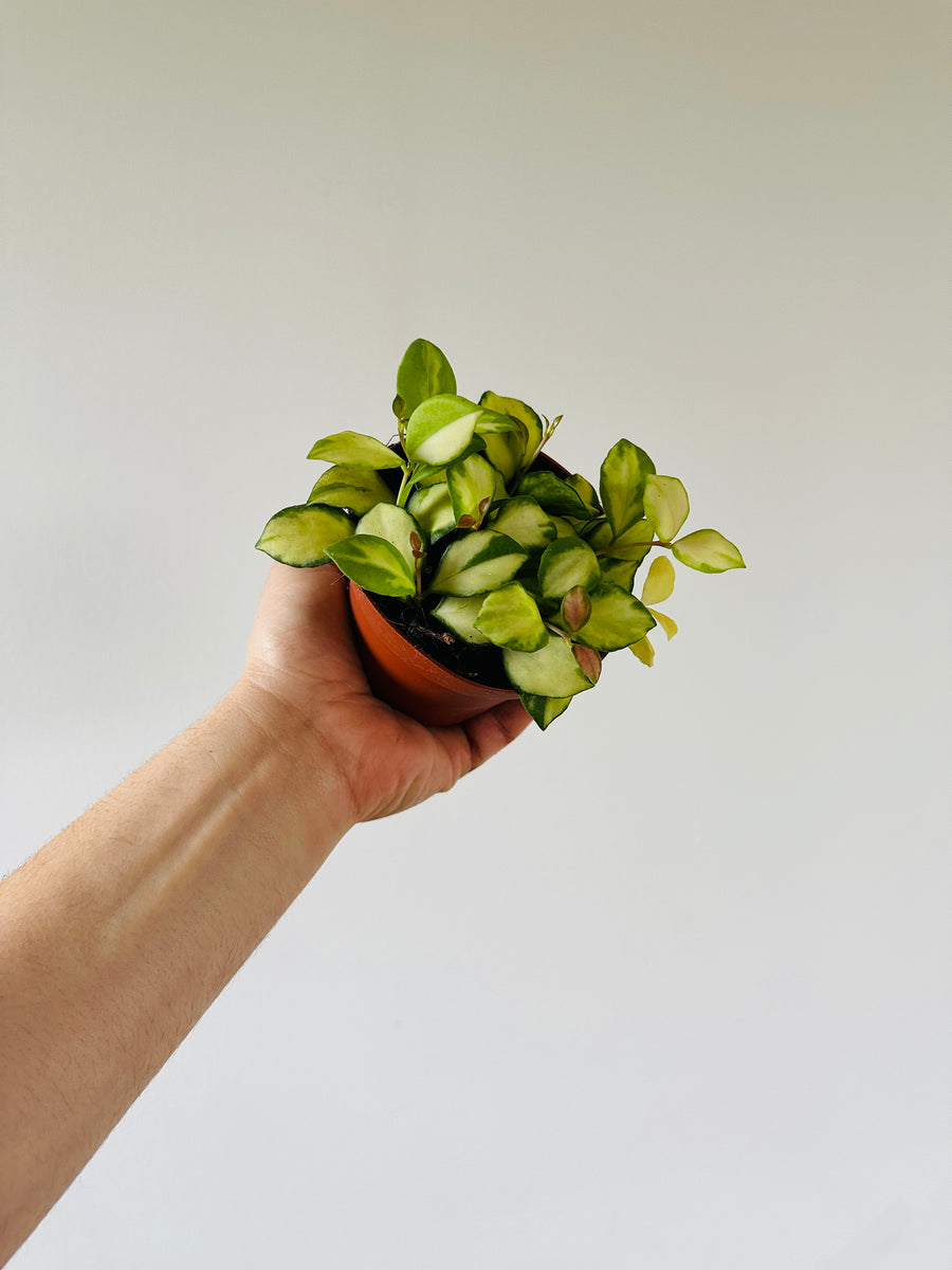 Hoya Heuschkeliana Variegata H21 - 4