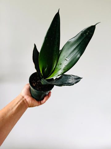 Sansevieria Black Dragon - 4