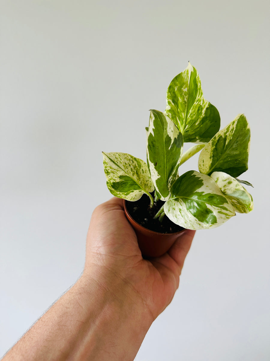 Pothos Pearls & Jade - Epipremnum Aureum 'Pearls & Jade' - 2