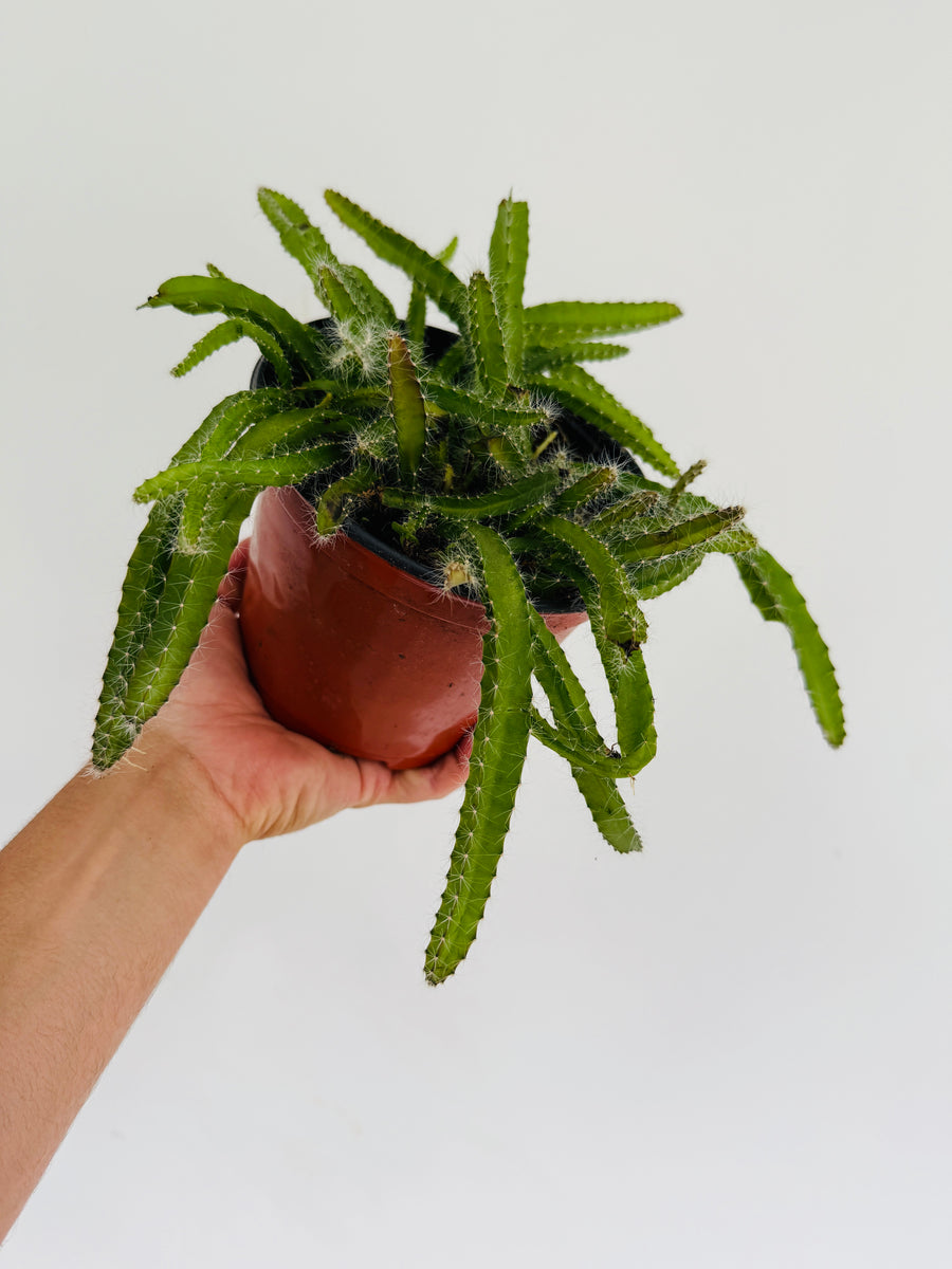 Dog's Tail Cactus - Aporocactus Flagelliformis  - 6” Pot