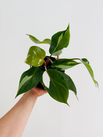 Philodendron White Knight - 6