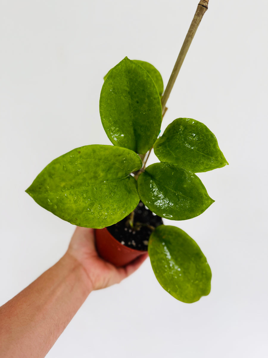 Hoya sp. Borneo 'Round Leaf' - 4” Pot