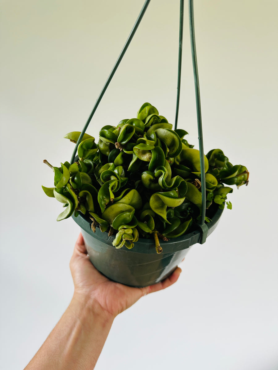 Hoya Carnosa 'Compacta' - Full Heads - 8