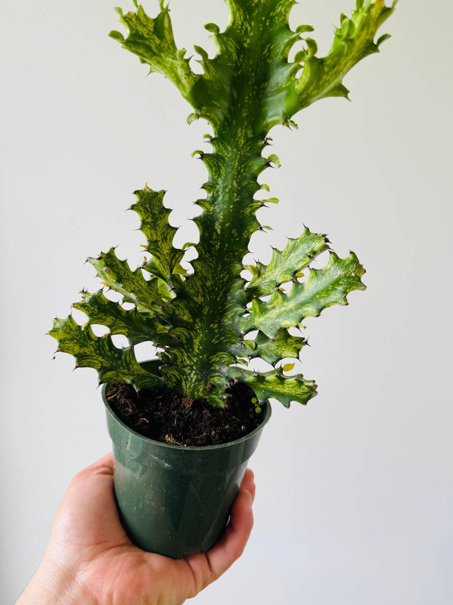 Variegated Euphorbia Trigona - Variegated African Milk Tree - 4