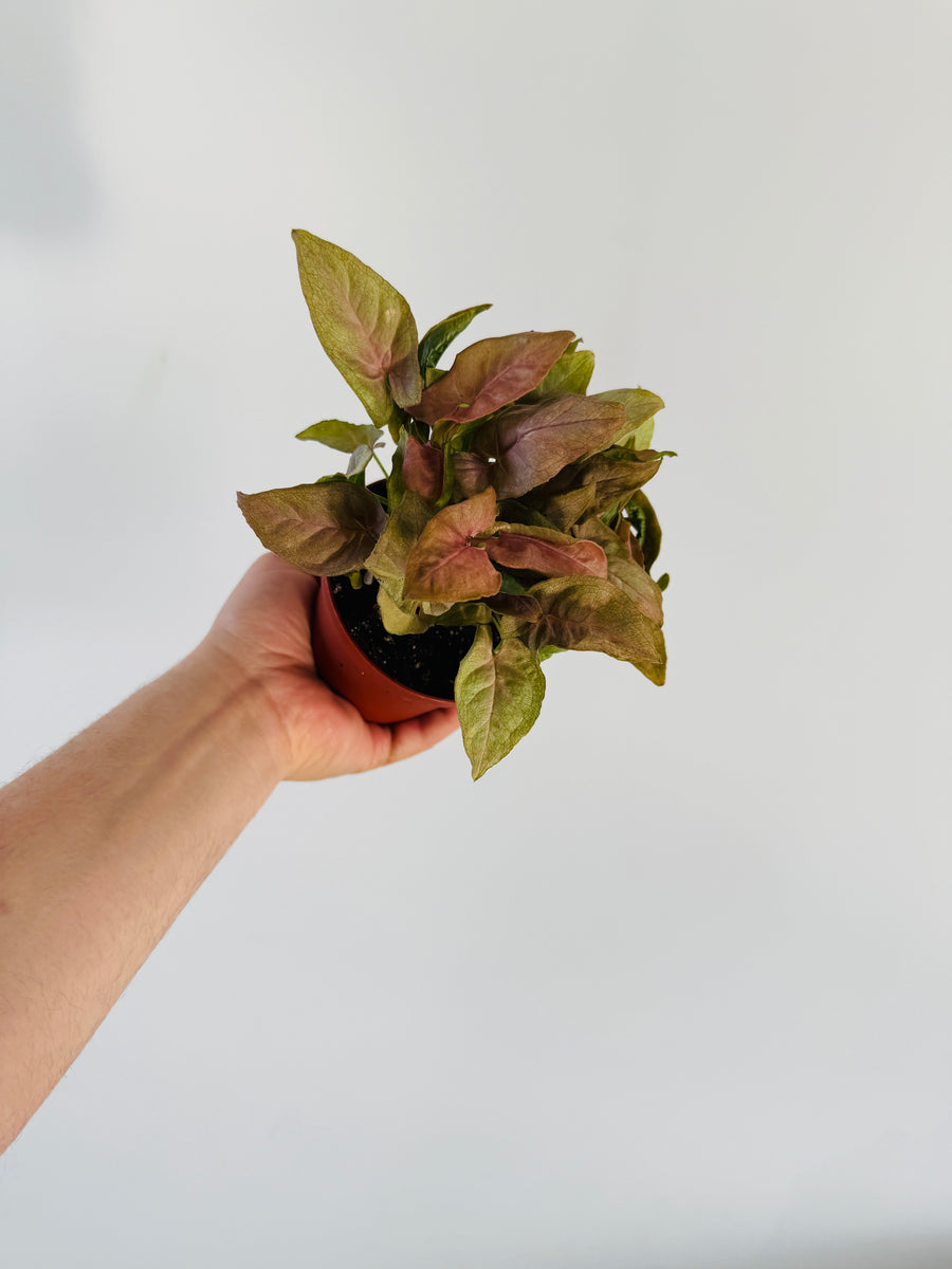Syngonium Pink Perfection - Rare Syngonium - 4