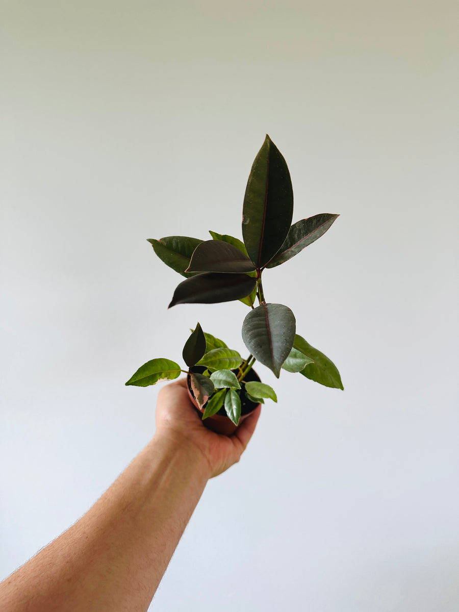 Ficus Pink Ruby - 3