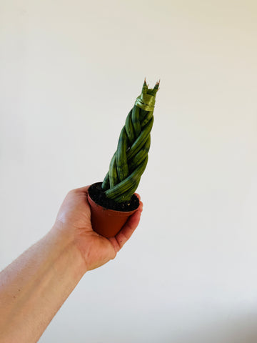 Sansevieria Dragon Fingers- Sextuplet Braided Snake Plant - 3