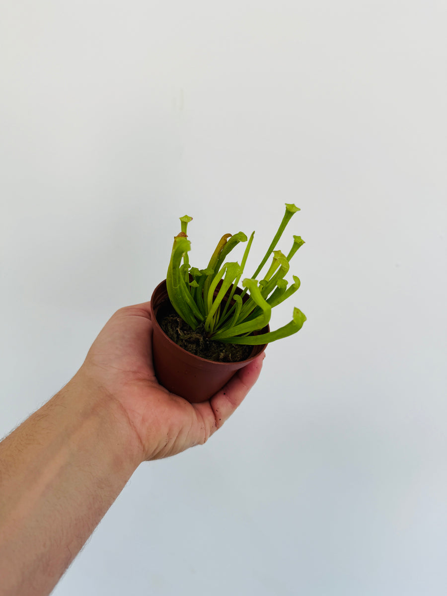 Pitcher Plant - Sarracenia Rubra - 2” Pot