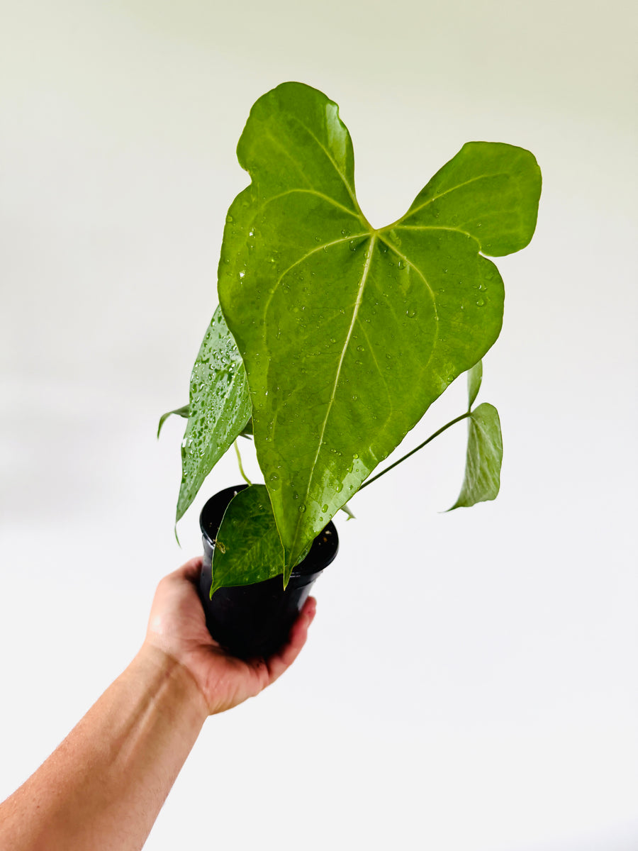 Anthurium Leuconerum - Seed Grown - 4