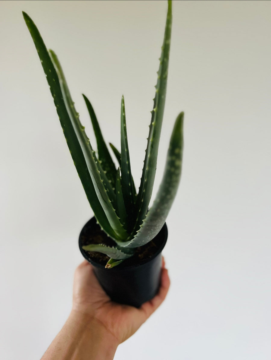 Aloe Vera - Aloe Plant  - 4