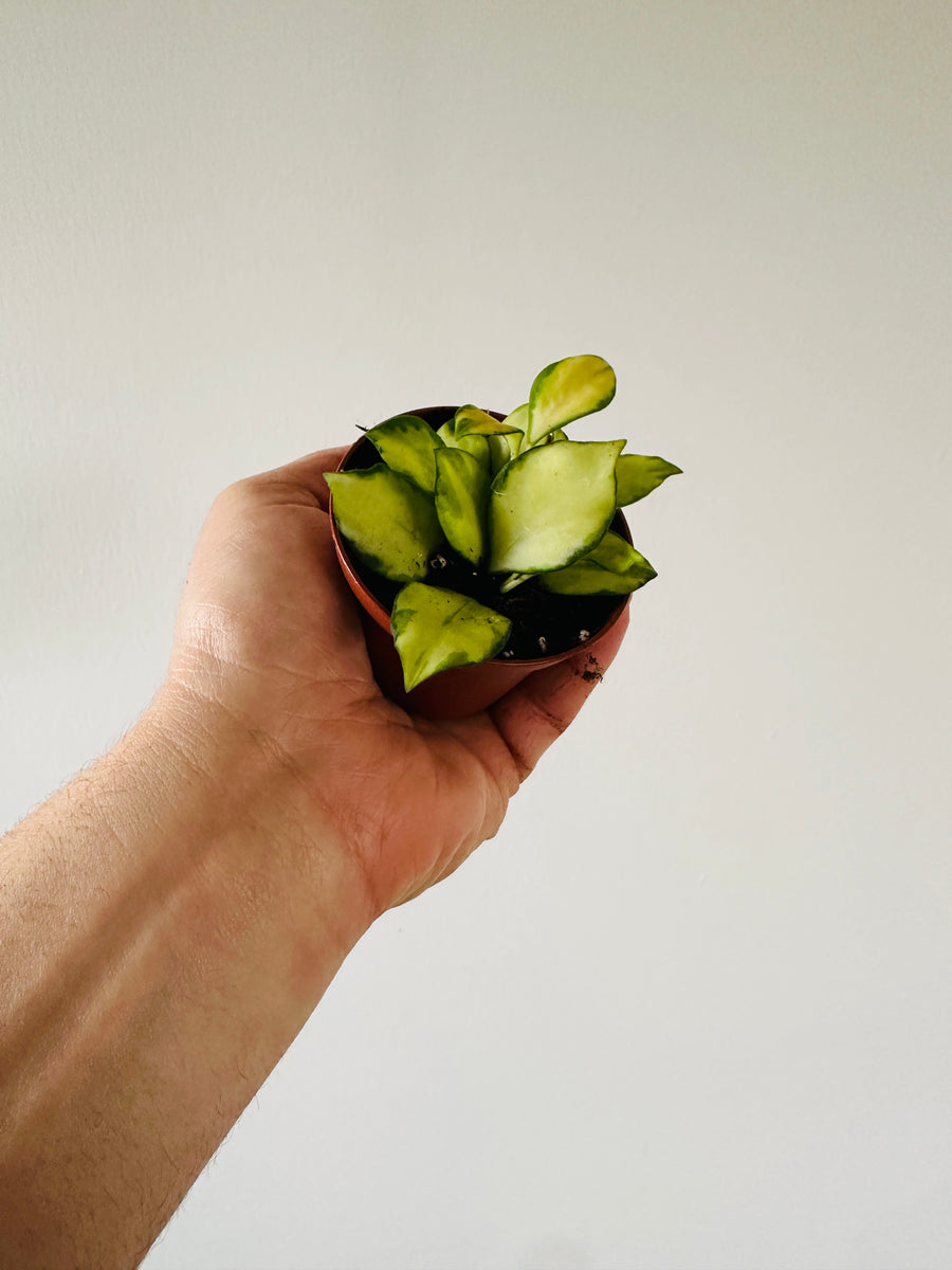 Hoya Heuschkeliana Variegata H21 - 2