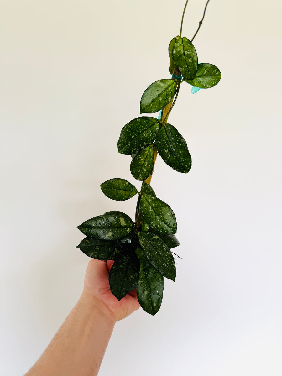 Hoya Crassipetiolata Splash Totem - Rare Hoya - 4
