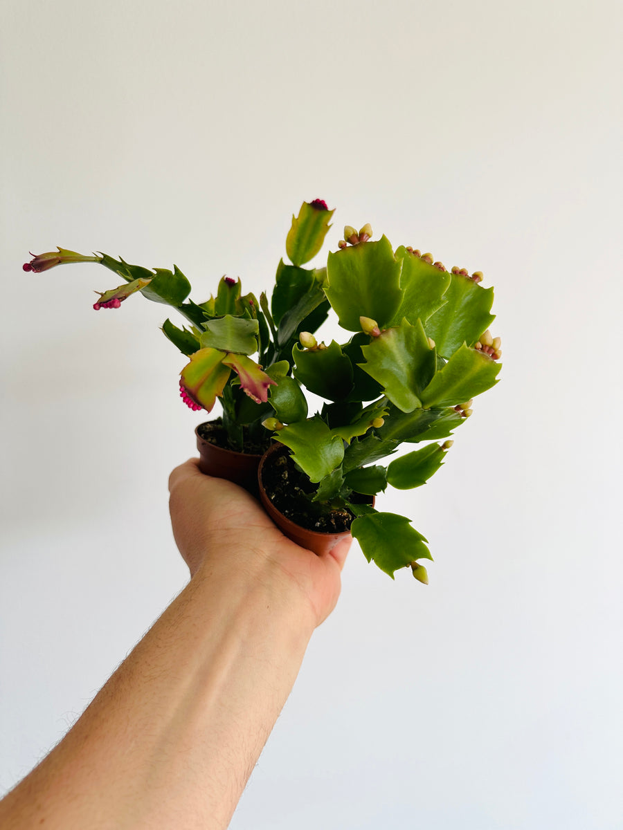 Christmas Cactus - Schlumbergera Zygocactus  - 3