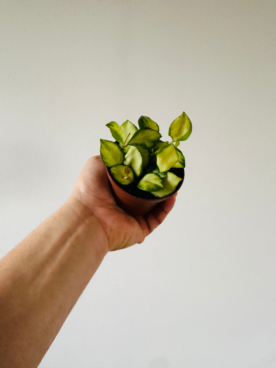 Hoya Heuschkeliana Variegata H21 - 3